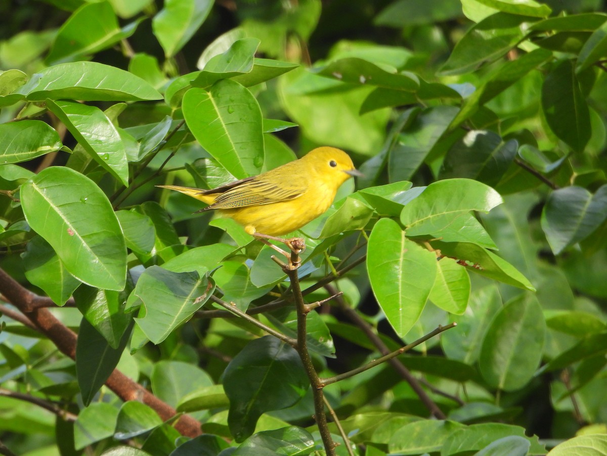 Yellow Warbler (Golden) - ML593400891