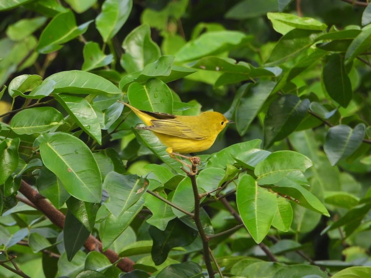 Yellow Warbler (Golden) - ML593400901