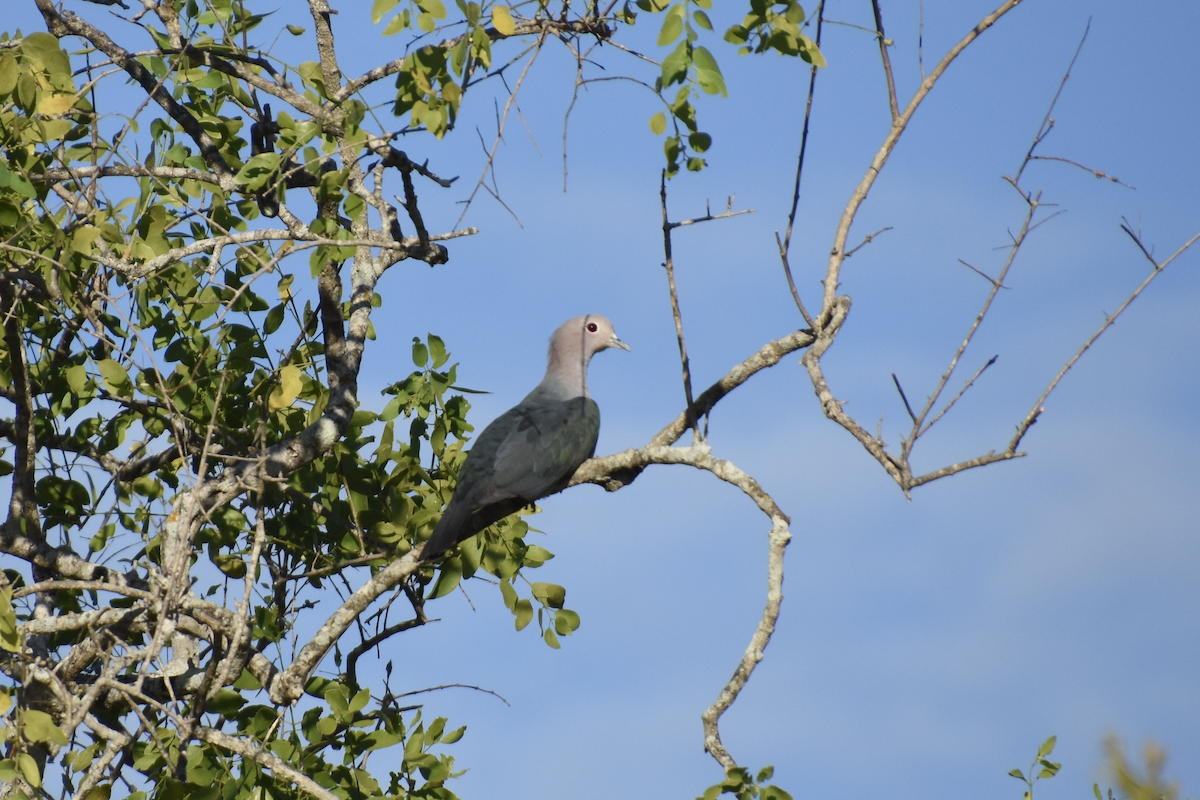 Green Imperial-Pigeon - ML593401431