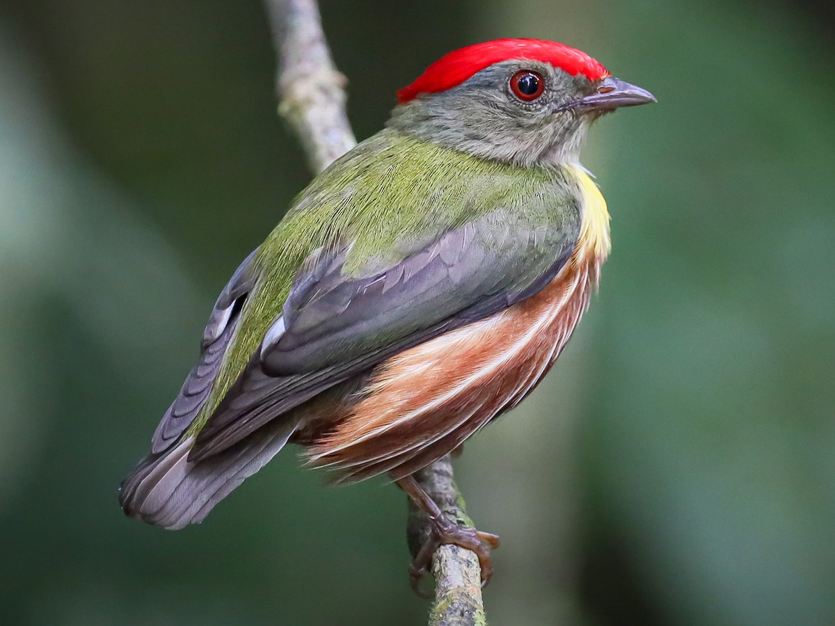 Painted Manakin - Machaeropterus eckelberryi - Birds of the World