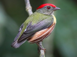 Painted Manakin - Machaeropterus eckelberryi - Birds of the World