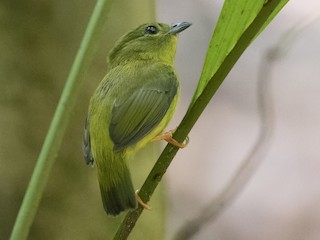 オレンジマイコドリ - eBird