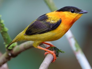 Orange-collared Manakin - Manacus aurantiacus - Birds of the World