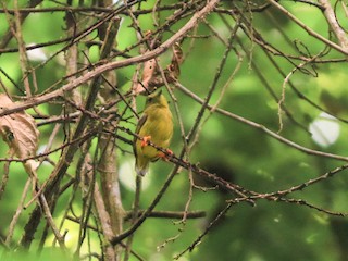 オレンジマイコドリ - eBird