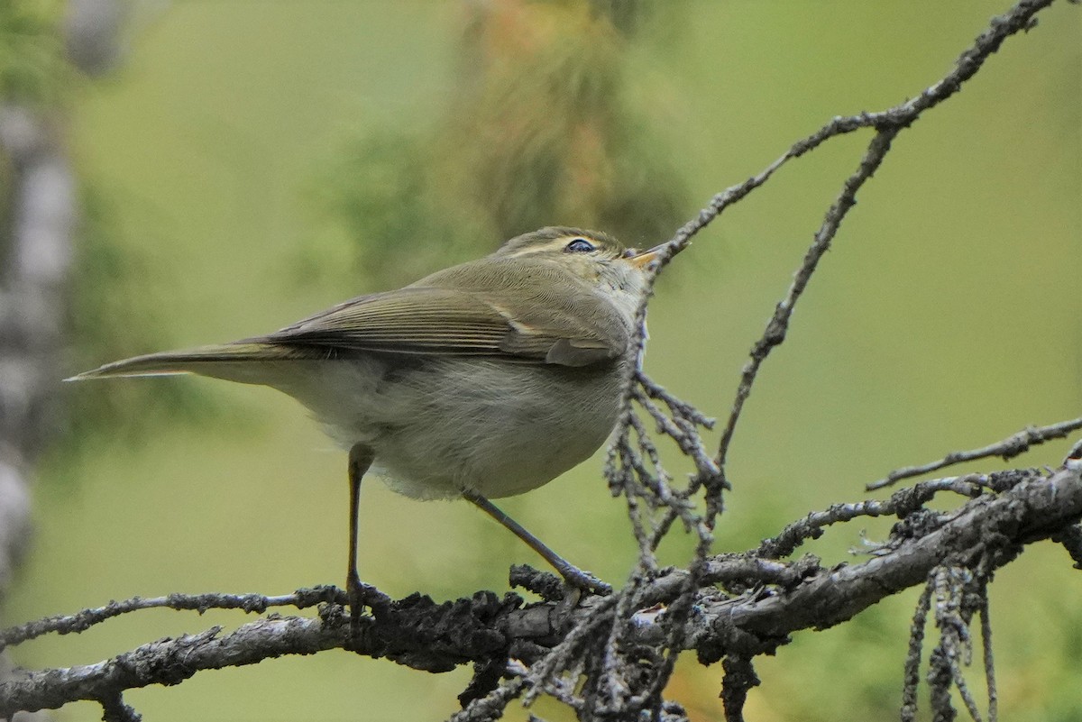 Hume's Warbler - ML593406411