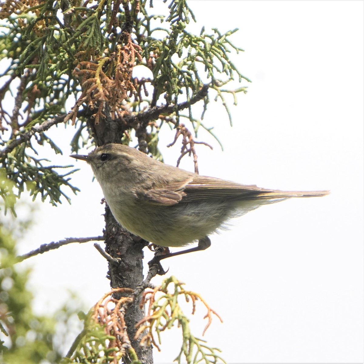 Hume's Warbler - ML593406421