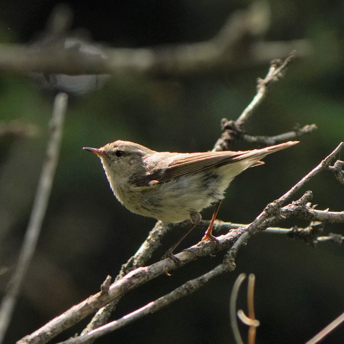 Hume's Warbler - ML593406431