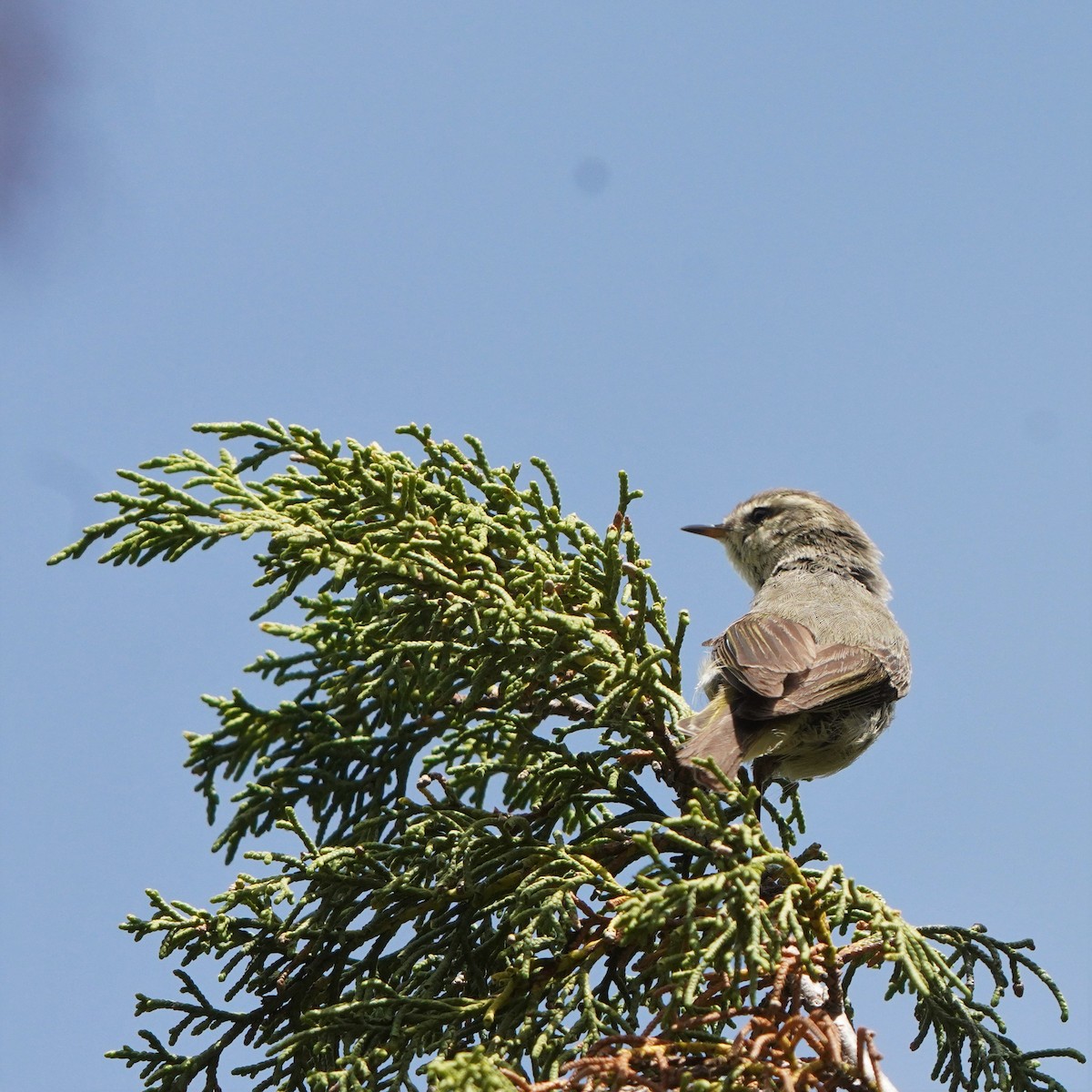 Hume's Warbler - ML593406441