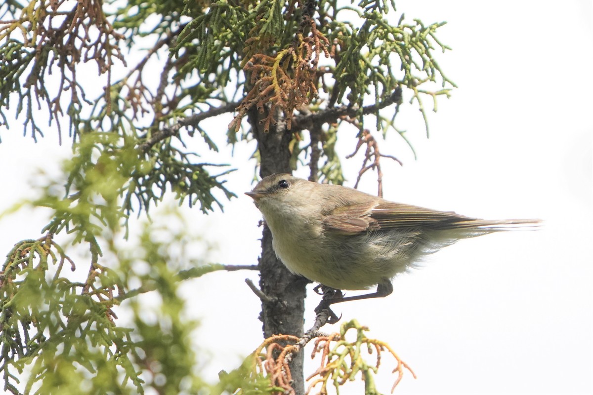 Hume's Warbler - ML593406451
