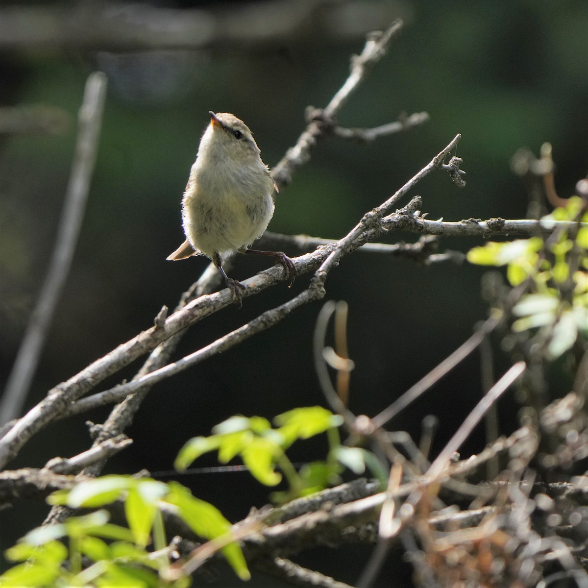 Hume's Warbler - ML593406461