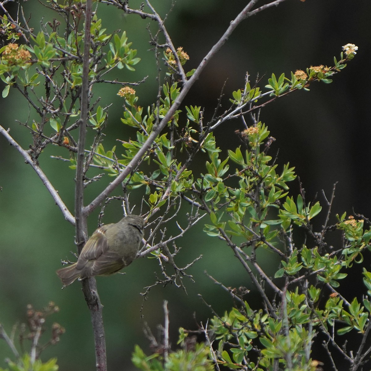 Hume's Warbler - ML593406491