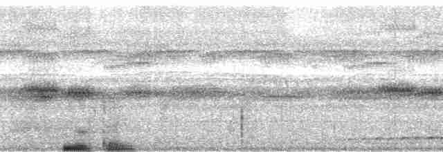 Рораймская совка [группа napensis] - ML59341