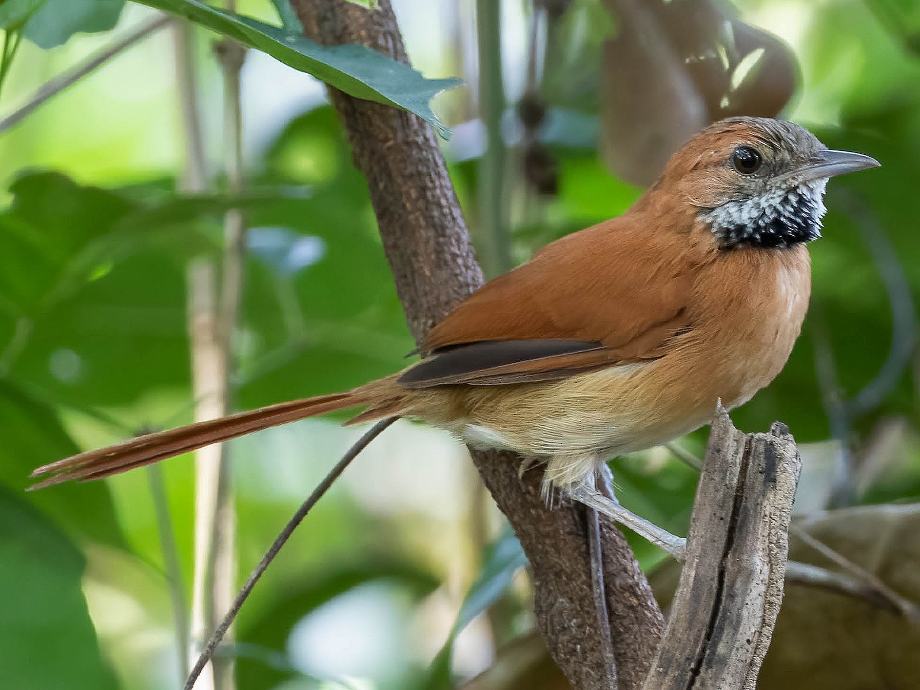Hoary-throated Spinetail - Brad Murphy