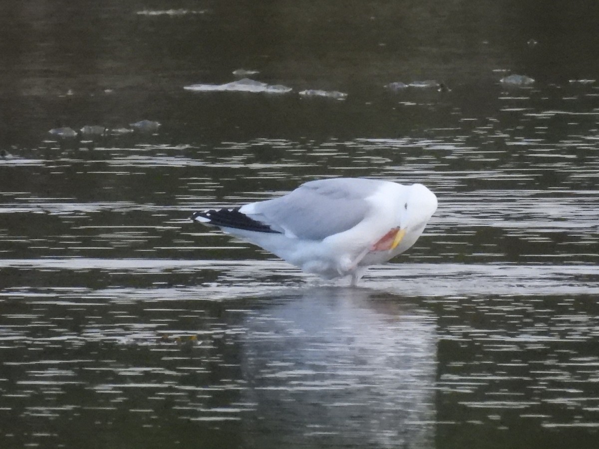Herring Gull (European) - ML593413181