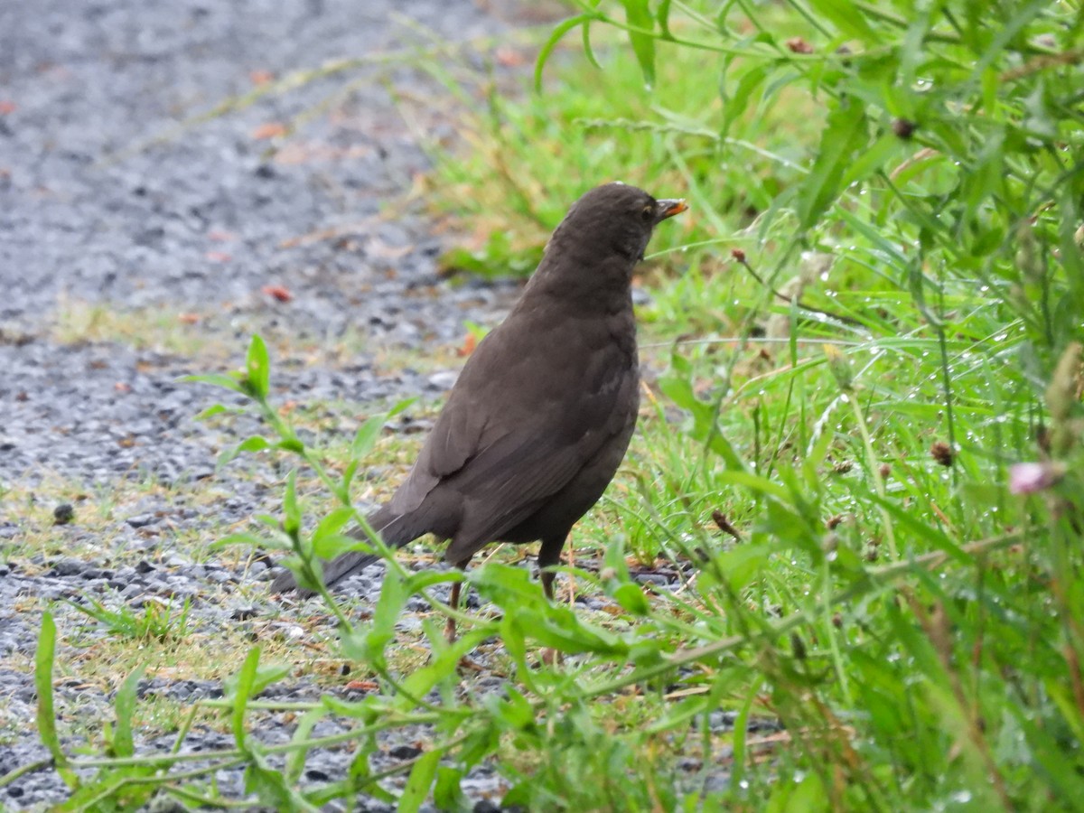 Eurasian Blackbird - ML593413591