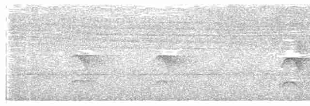 Weißflanken-Ameisenschlüpfer - ML593416891