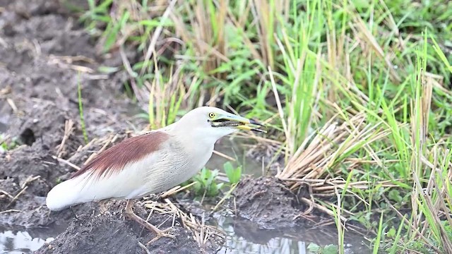 Indian Pond-Heron - ML593419161