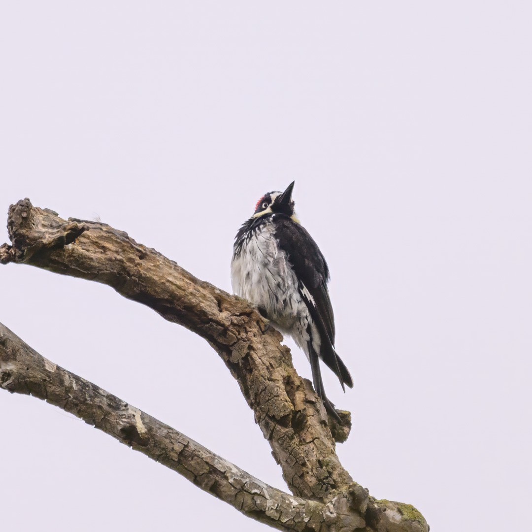 Acorn Woodpecker - ML593420101