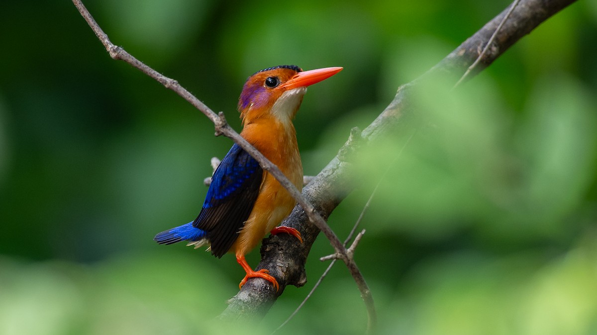 African Pygmy Kingfisher - Mathurin Malby