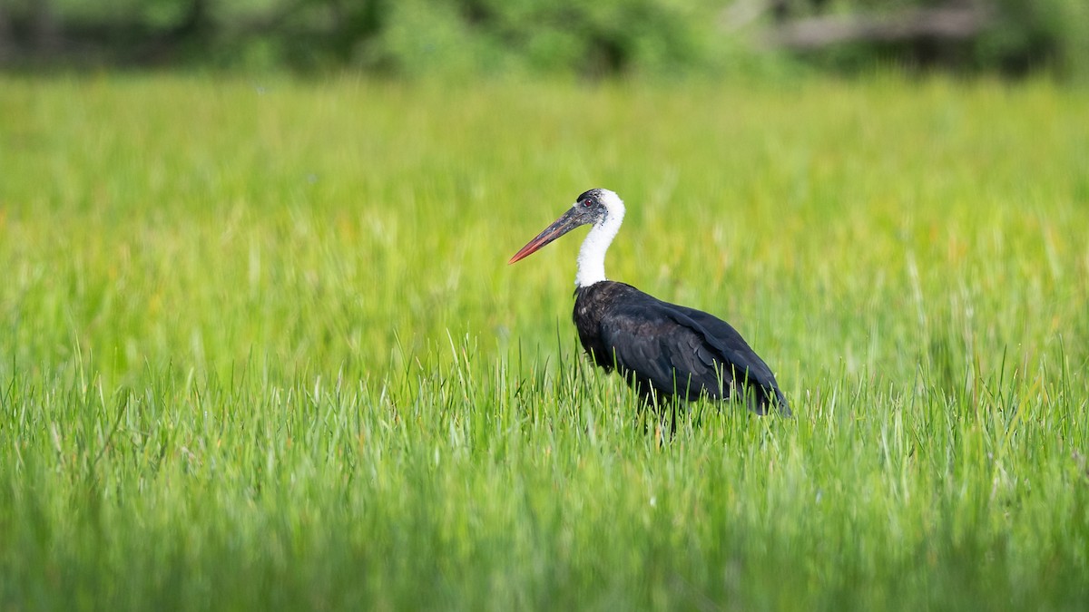 African Woolly-necked Stork - ML593422751
