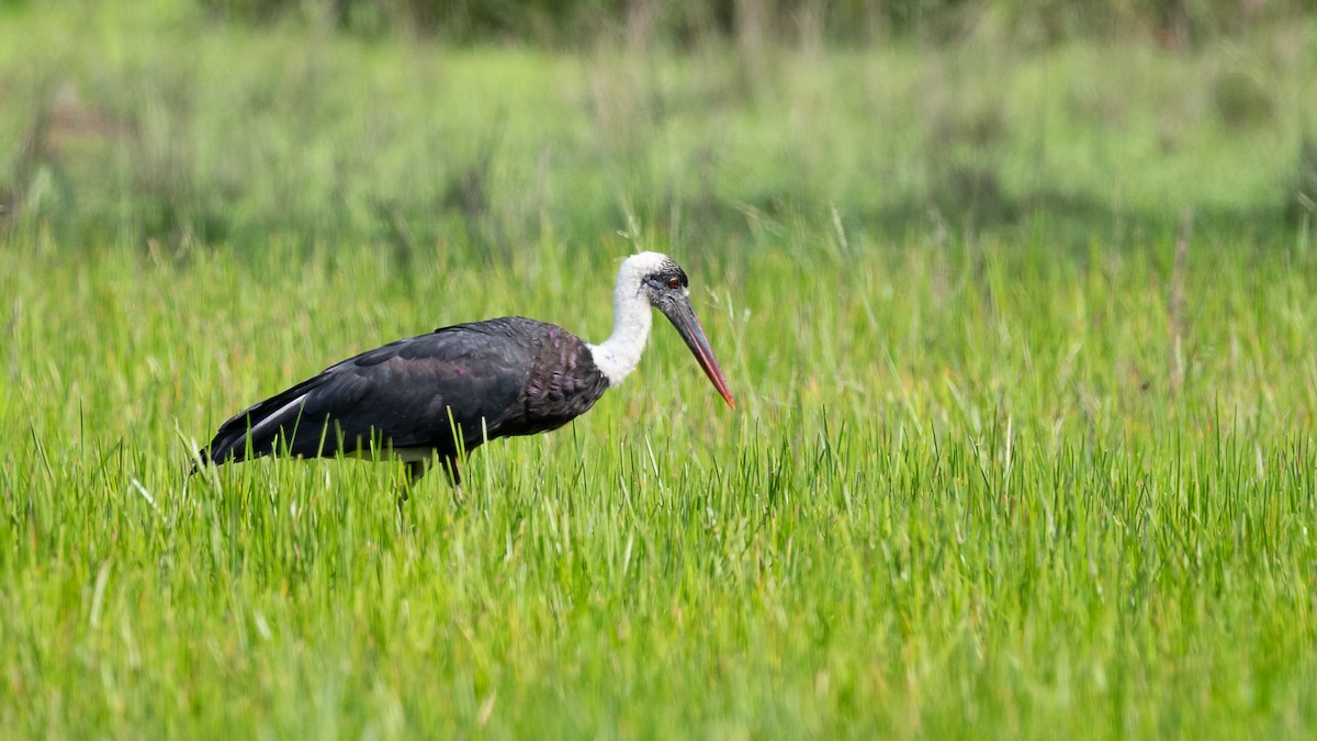 African Woolly-necked Stork - ML593423591