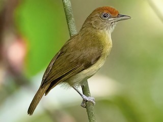  - Rufous-fronted Greenlet