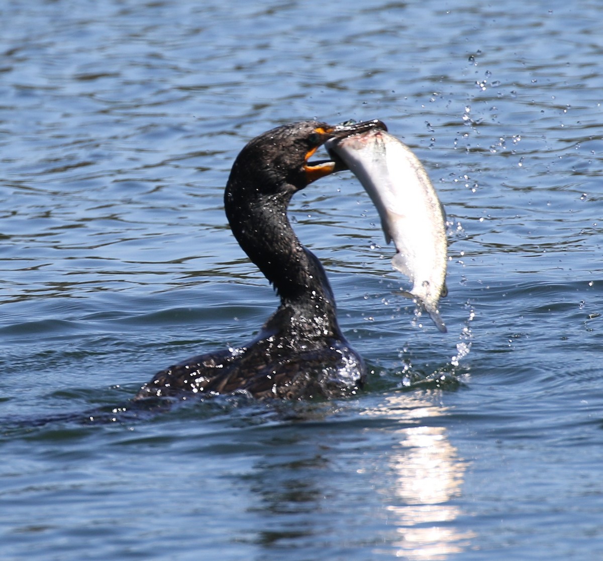 Double-crested Cormorant - Debby Parker