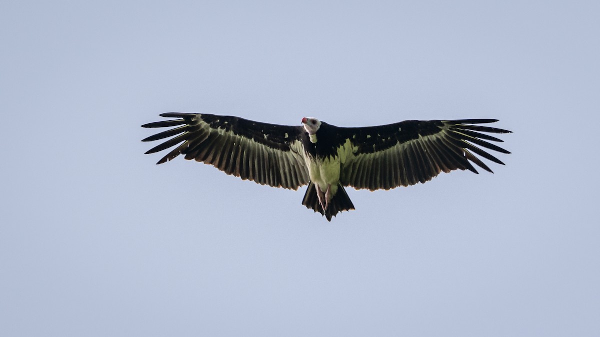 White-headed Vulture - Mathurin Malby