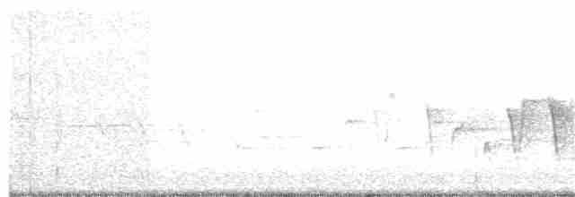 Connecticut Warbler - ML59342521