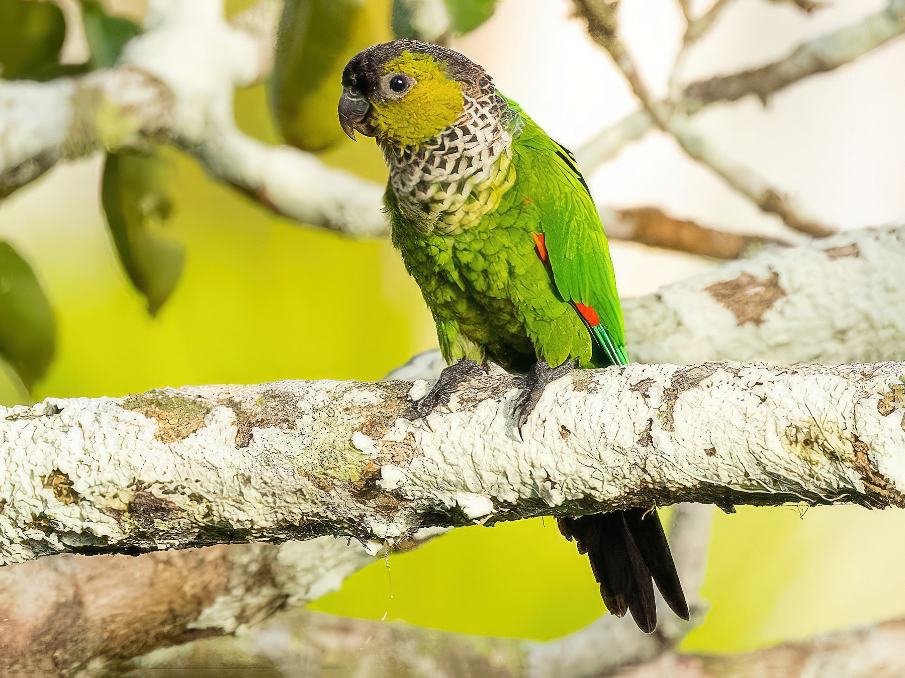 Black-capped Parakeet - Thibaud Aronson