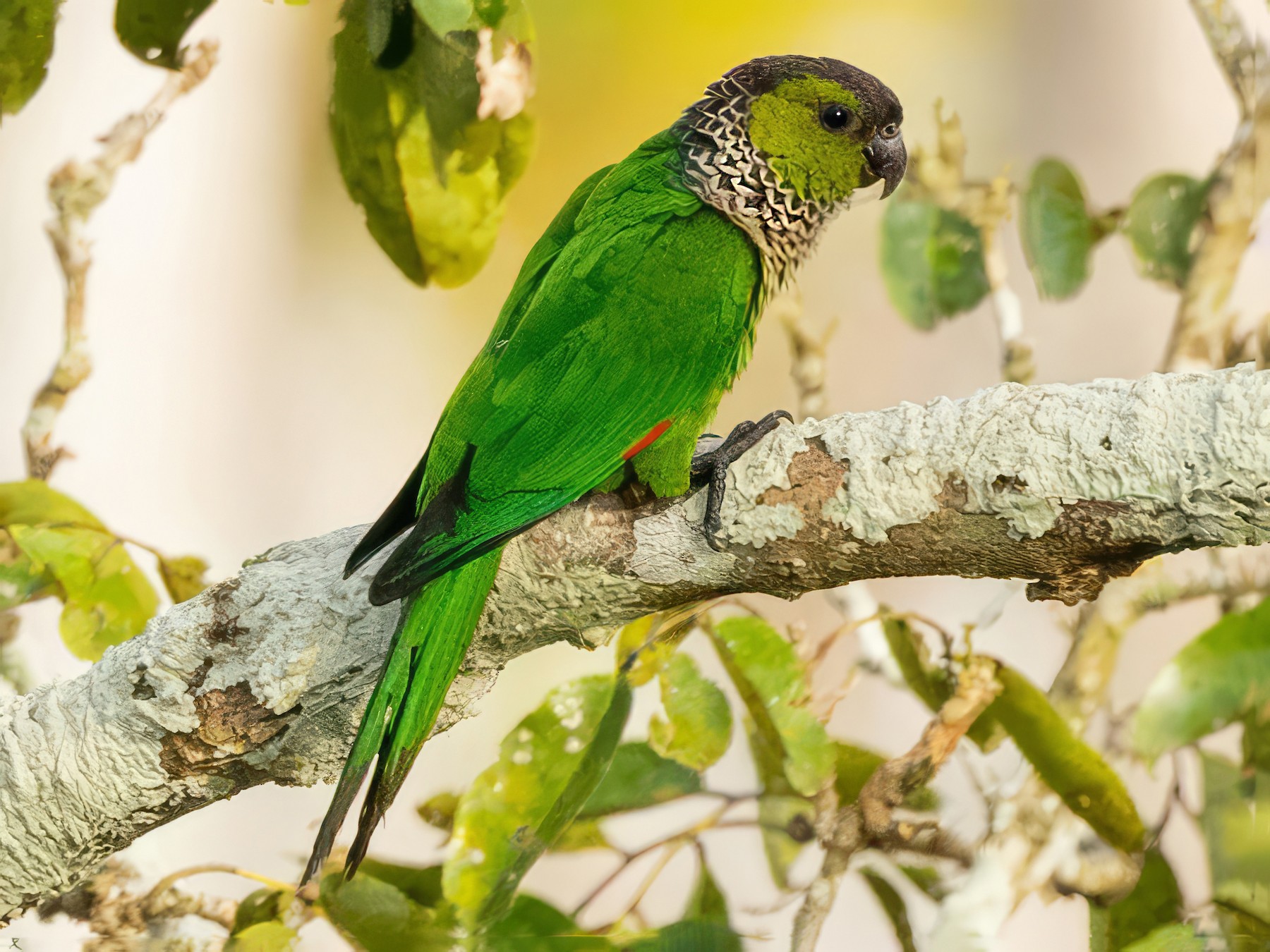 black parakeets