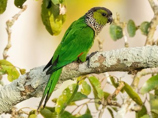 Brazil bird ブラジル　バード　アキツユコ Brazil bird ブラジルバードアキツユコ
