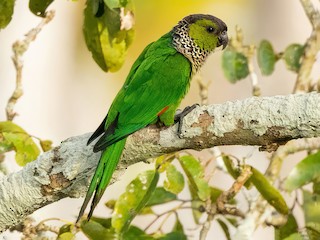  - Black-capped Parakeet