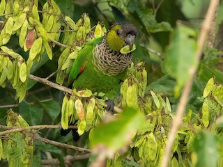 Cotorra Capirotada - eBird