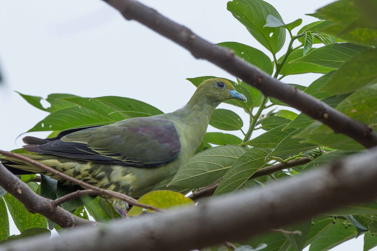 Whistling Green-Pigeon (Taiwan) - jimmy Yao