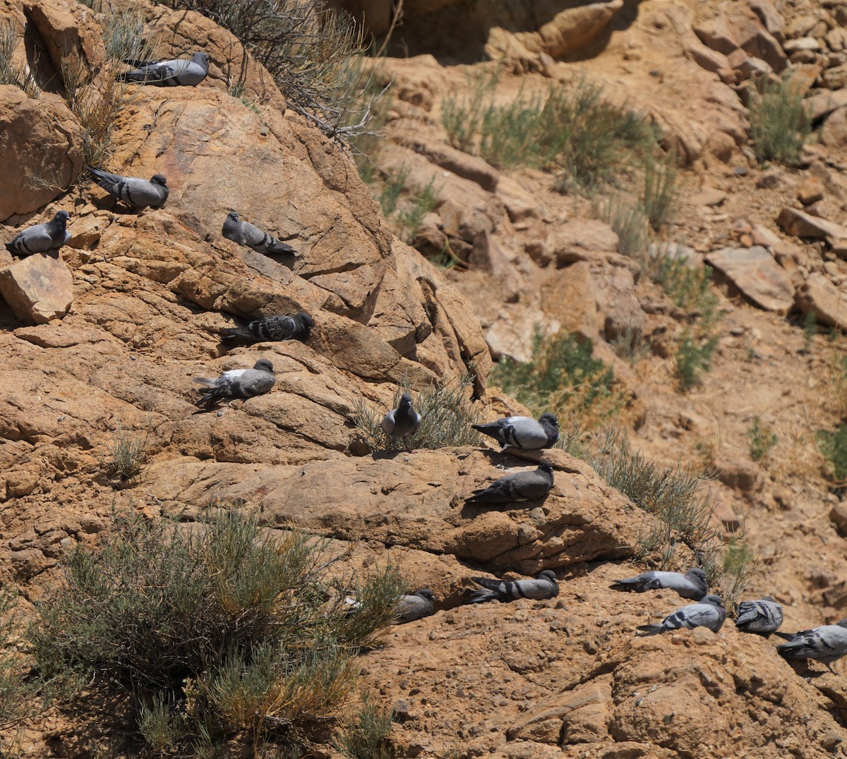 Rock Pigeon (Feral Pigeon) - ML593428921