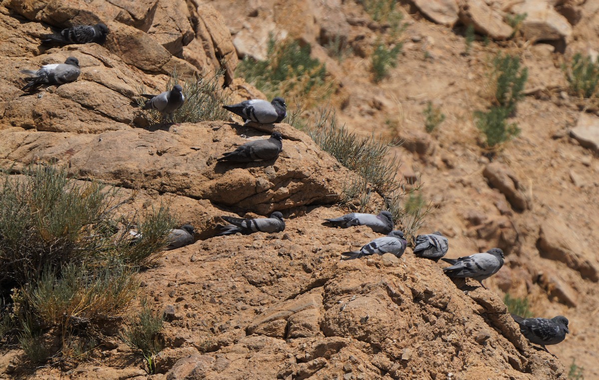 Rock Pigeon (Feral Pigeon) - ML593428941