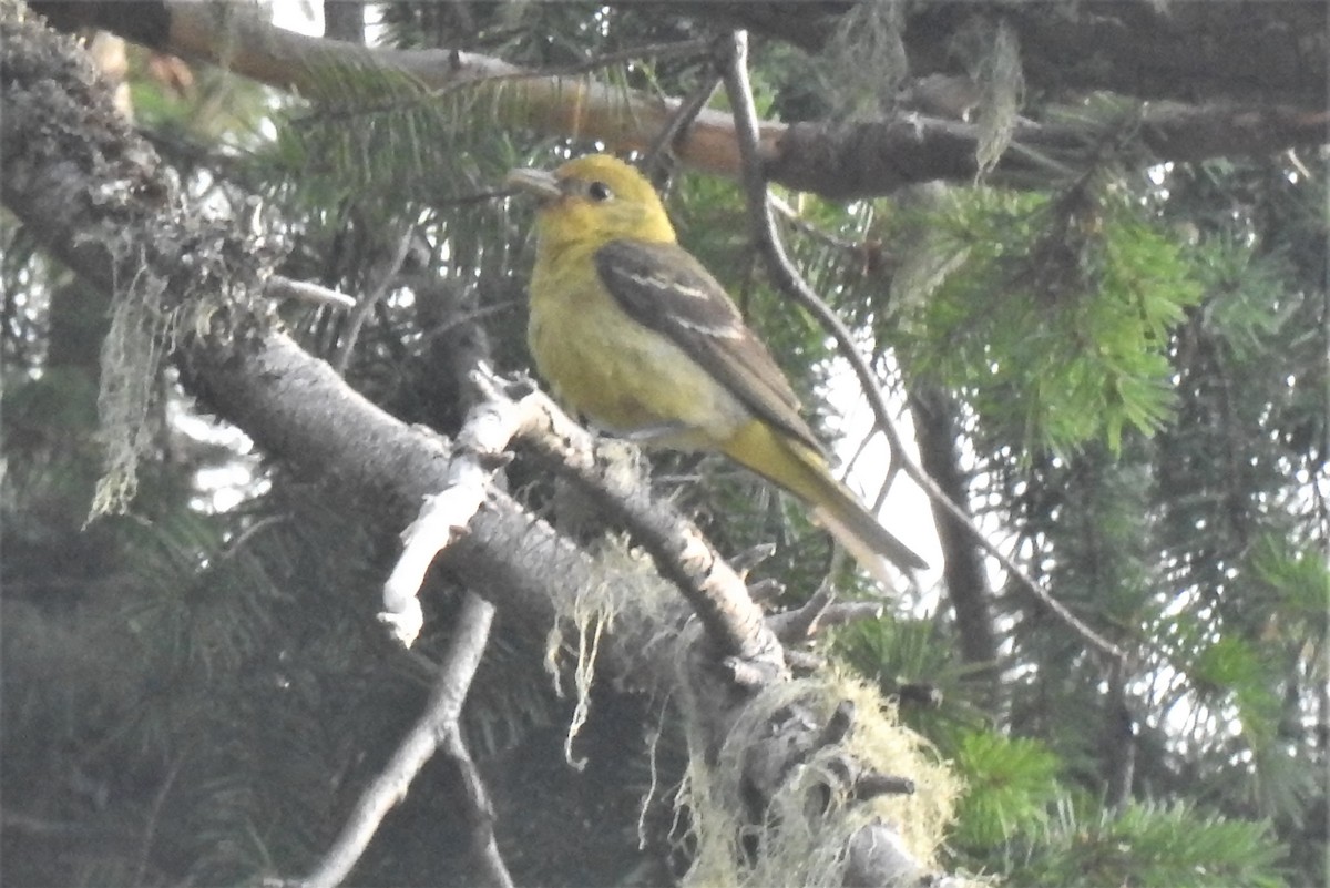 Western Tanager - ML593431311