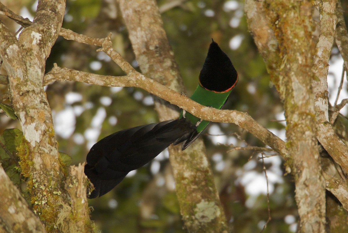 Huon Astrapia - Tim Laman