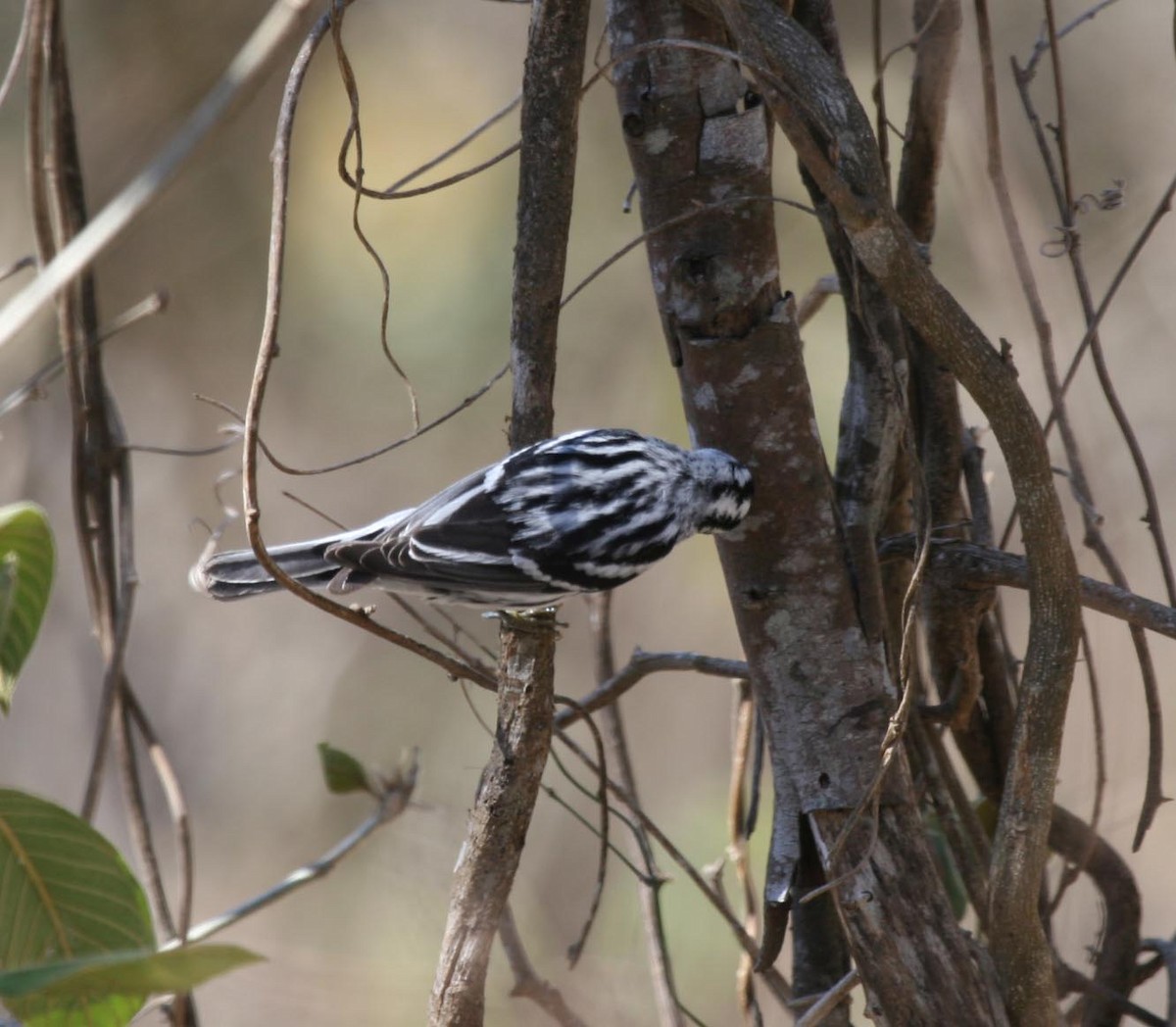 Black-and-white Warbler - ML593435861