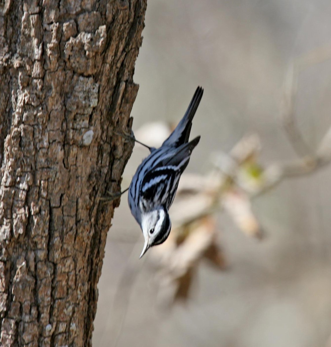 Black-and-white Warbler - ML593435871