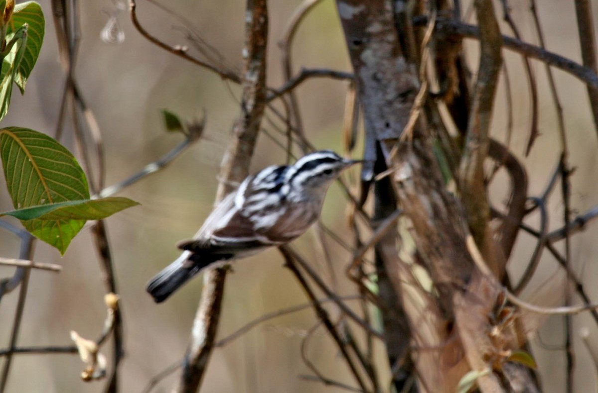 Black-and-white Warbler - ML593435881
