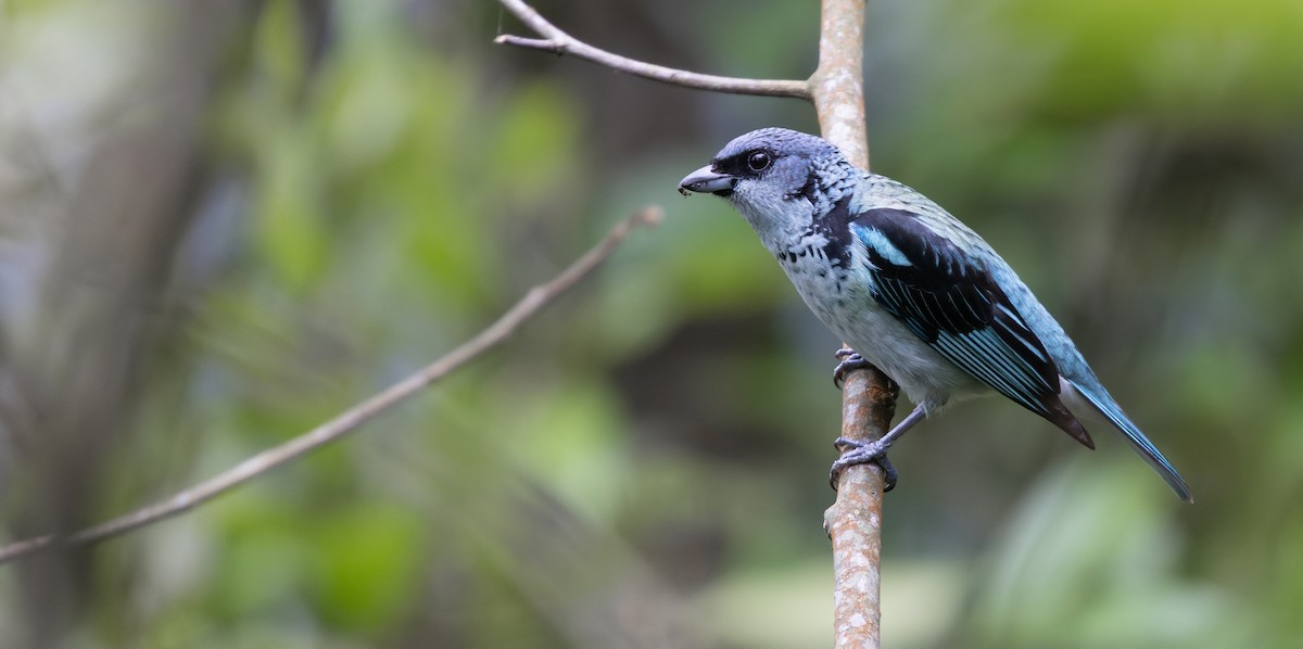 Azure-rumped Tanager - ML593435911