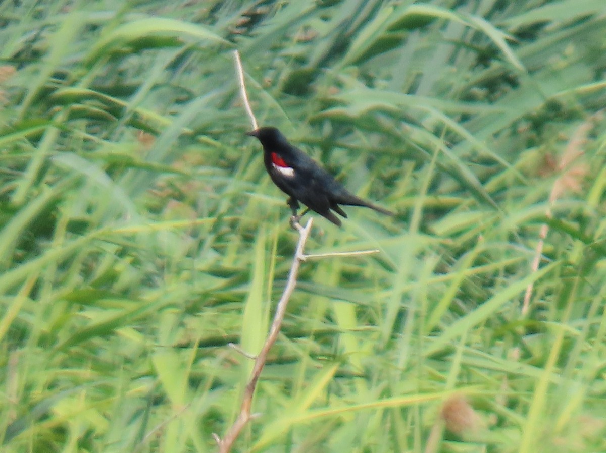Tricolored Blackbird - ML593436741