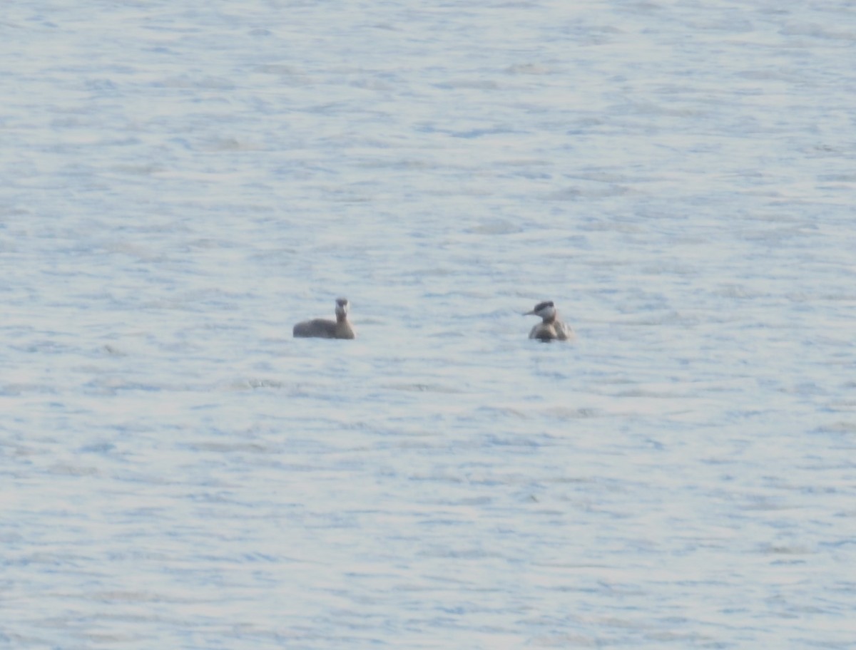Red-necked Grebe - ML593437141