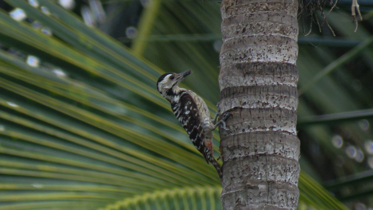Freckle-breasted Woodpecker - ML593437261