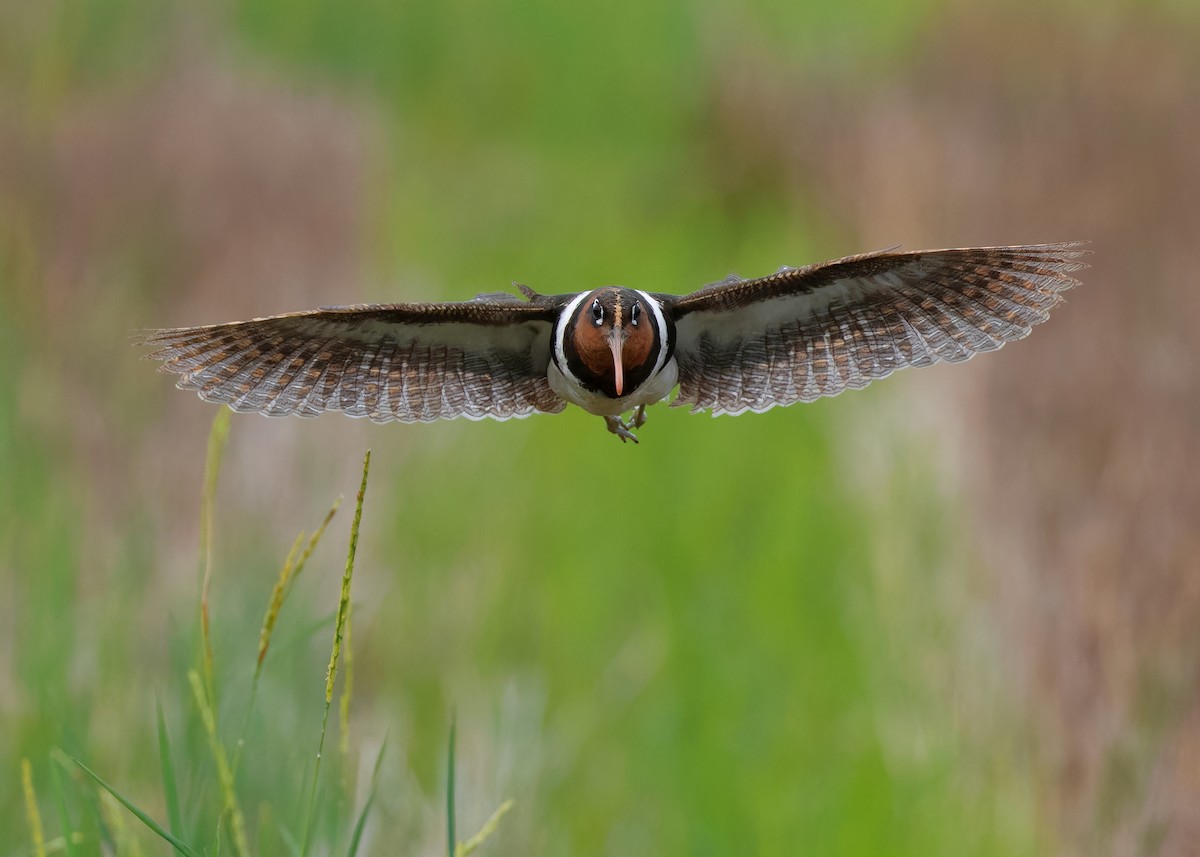 Greater Painted-Snipe - ML593446901