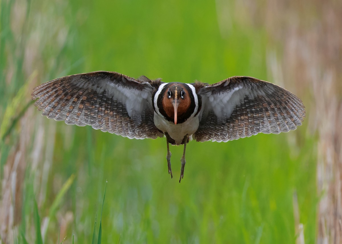 Greater Painted-Snipe - ML593446911