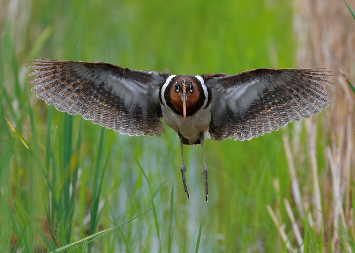 Greater Painted-Snipe - ML593446921