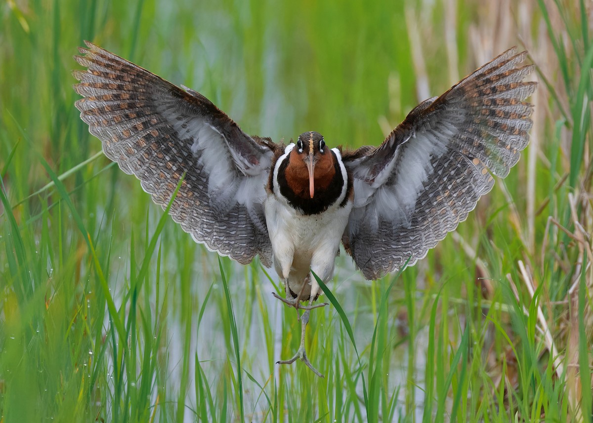 Greater Painted-Snipe - ML593446931